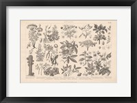 Botanik I Vintage Framed Print