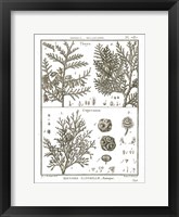 Histoire Naturelle Botanique II Light Framed Print
