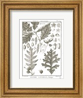 Framed Histoire Naturelle Botanique I Light