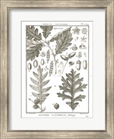 Framed Histoire Naturelle Botanique I Light