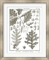 Framed Histoire Naturelle Botanique I Light