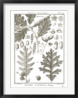 Framed Histoire Naturelle Botanique I Light