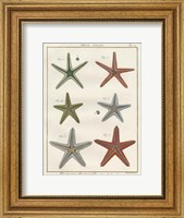 Framed Histoire Naturelle Starfish II