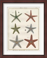 Framed Histoire Naturelle Starfish II