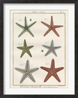 Framed Histoire Naturelle Starfish II