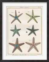 Framed Histoire Naturelle Starfish I