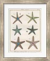 Framed Histoire Naturelle Starfish I