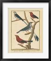 Framed Bird Drawing III