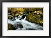 Framed Fallen Timber