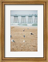 Framed Seagull Coast