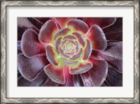 Framed Bright Succulent