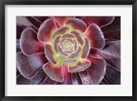 Framed Bright Succulent