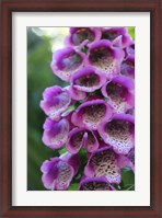 Framed Purple Trailing Flower