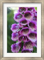 Framed Purple Trailing Flower