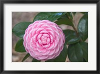 Framed Pink Passion Camillia