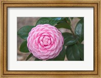 Framed Pink Passion Camillia