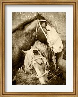Framed Vintage Horses