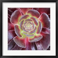 Framed Bright Succulent Square