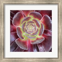 Framed Bright Succulent Square