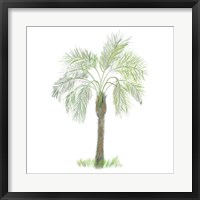 Framed Palm Tree on White II