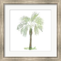 Framed Palm Tree on White II