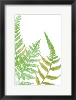 Tossed Ferns I Framed Print
