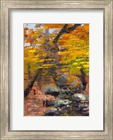 Framed Autumn Woods