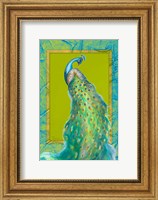 Framed Peacock Daze II