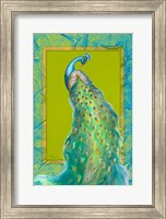 Framed Peacock Daze II