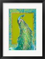 Peacock Daze II Framed Print