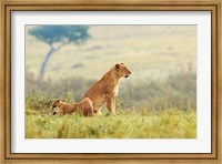 Framed Lion's Tail