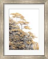 Framed Immortal Pine