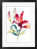 Framed Crimson Paradise Lily