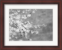 Framed Sakura Silver