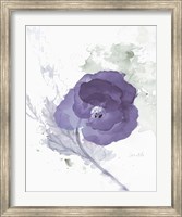 Framed Translucent Mauve Poppy II