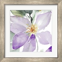 Framed 'Clematis in Purple Shades I' border=