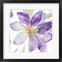Framed 'Clematis in Purple Shades II' border=