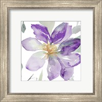 Framed 'Clematis in Purple Shades II' border=