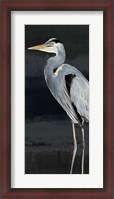 Framed Heron on Black I