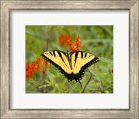 Framed Black Yellow Butterfly I