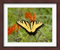 Framed Black Yellow Butterfly I