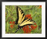 Framed Black Yellow Butterfly II