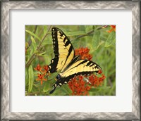 Framed Black Yellow Butterfly II