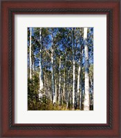 Framed Aspen Grove II
