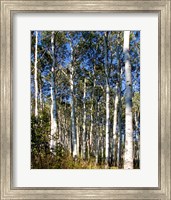 Framed Aspen Grove II