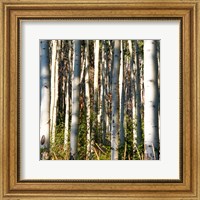 Framed Aspen Grove I