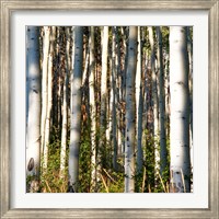Framed Aspen Grove I