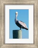 Framed Pelican Perched II