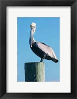 Framed Pelican Perched II