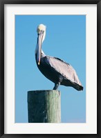 Framed Pelican Perched II